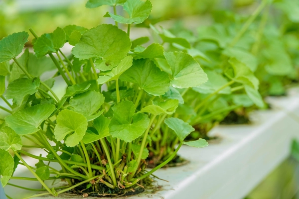 Các cách trị sẹo lồi tại nhà đơn giản 2 cac cach tri seo loi tai nha don gian